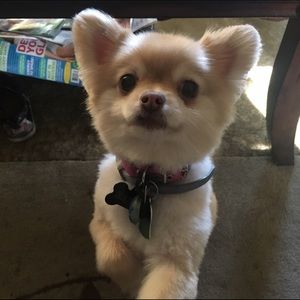 Meet your Posher, Connie