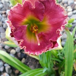 Meet your Posher, Marie