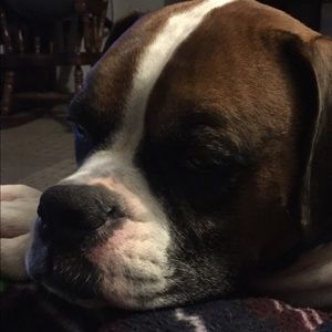 Meet your Posher, Bobbie