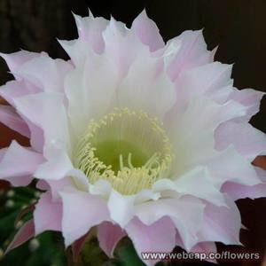 Meet your Posher, Londa