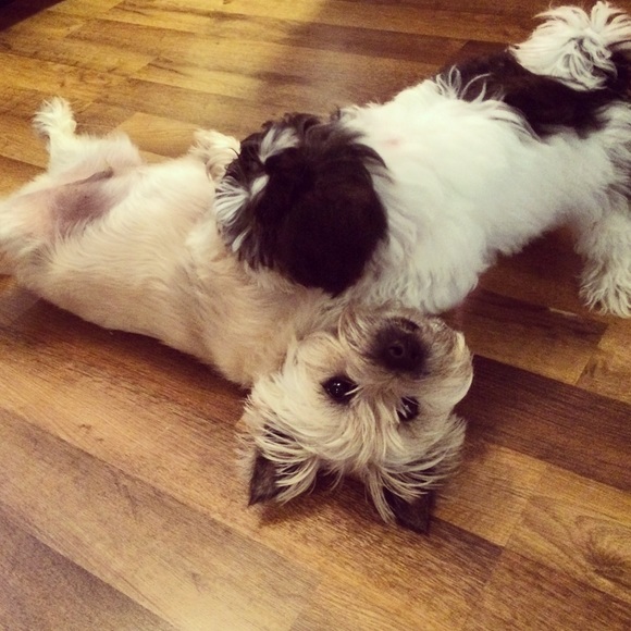 Poshmark responsibly™ 😉 - Picture 4 of 5