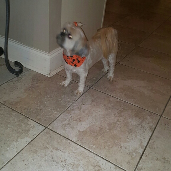 Meet your Posher, Jennifer - Picture 1 of 1