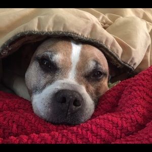 Meet your Posher, Dawn