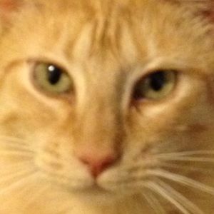 Meet your Posher, Abigail