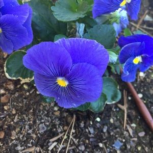 Meet your Posher, Veronica