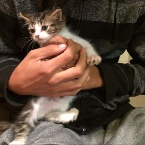 Meet your Posher, Alexa