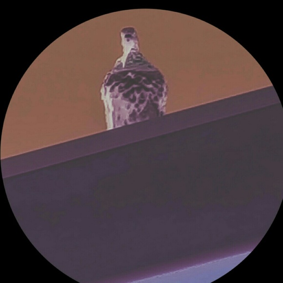 Meet your Posher, Marvin