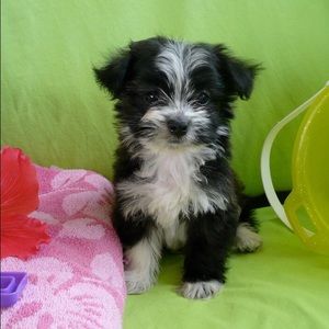 Meet your Posher, Otto