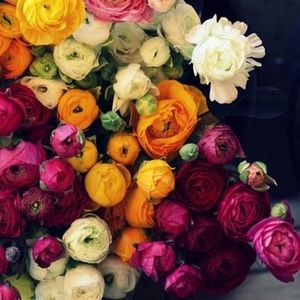 Meet your Posher, Baoku