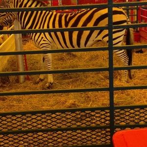 Meet your Posher, Clemintine