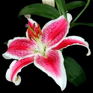 Meet your Posher, Connie