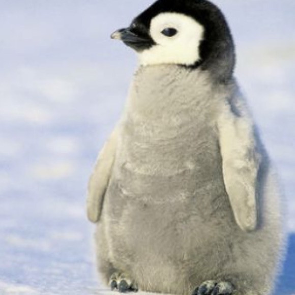 Meet your Posher, Arnab - Picture 1 of 1