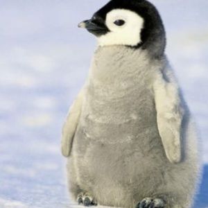 Meet your Posher, Arnab