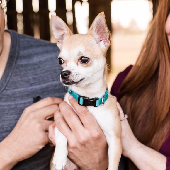 Meet your Posher, Ricky - Picture 1 of 1