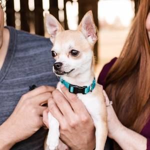 Meet your Posher, Ricky