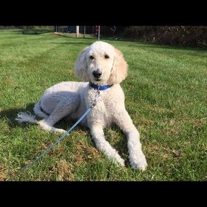 Meet your Posher, Dana