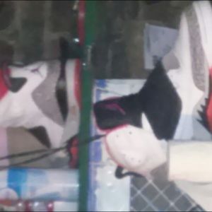 Meet your Posher, Jason