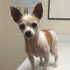 Meet your Posher, Issa