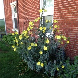 Meet your Posher, Connie