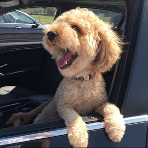 Meet your Posher, Melisa