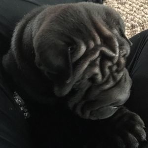 Meet your Posher, Denise