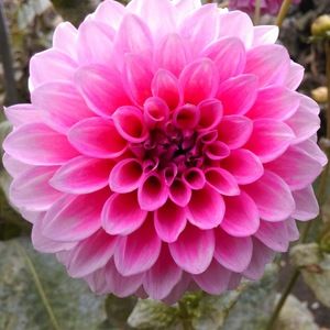 Meet your Posher, Christy