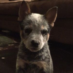 Meet your Posher, Becky