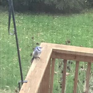 Meet your Posher, Denise