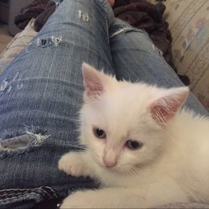 Meet your Posher, Allison