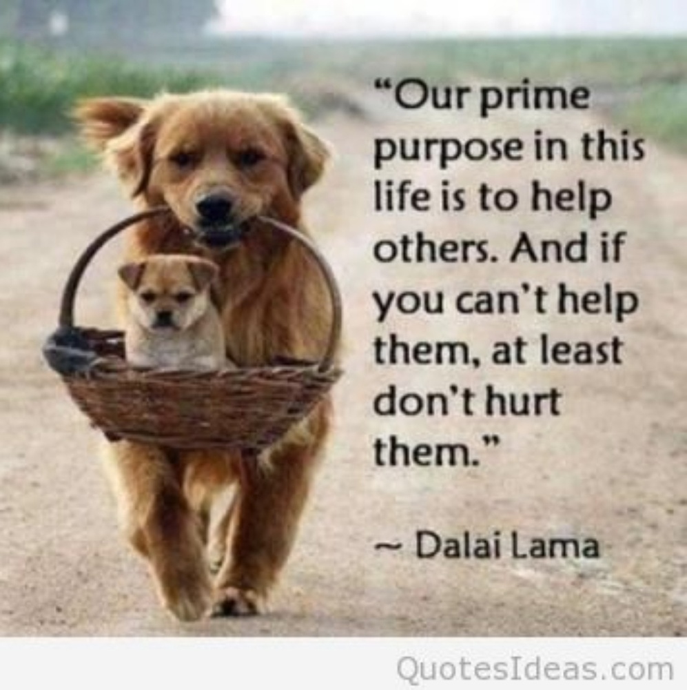 Meet your Posher, Diana