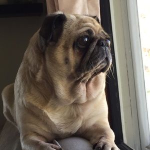 Meet your Posher, Brandi