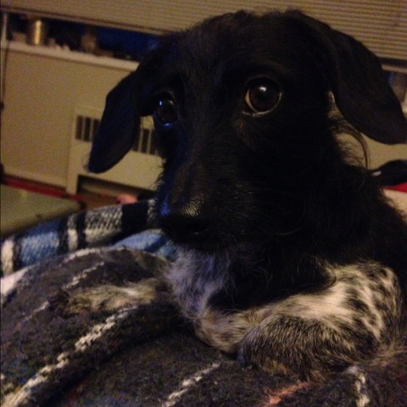 Meet your Posher, Betsy - Picture 1 of 1