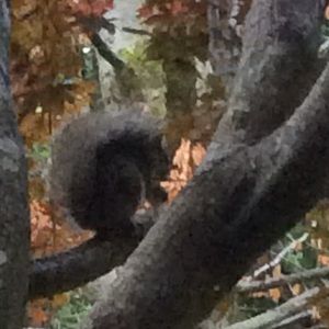 Meet your Posher, Stella