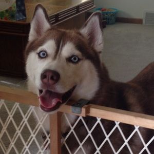 Meet your Posher, Lindsey