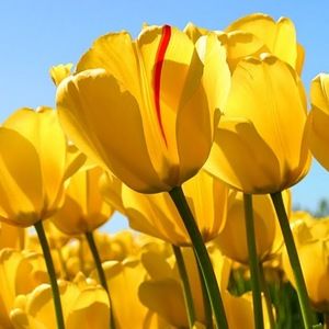 Meet your Posher, Joy