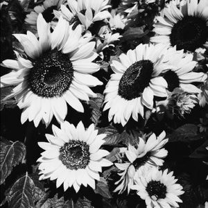 Meet your Posher, Lina