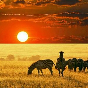 Meet your Posher, Bartequa