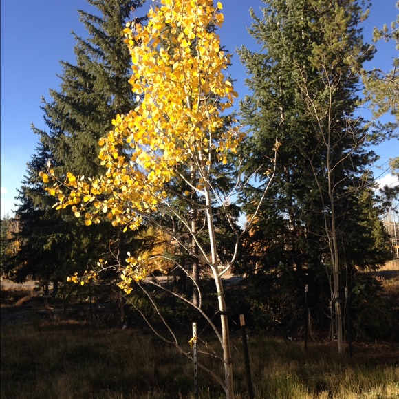 Meet your Posher, Veronica - Picture 1 of 1