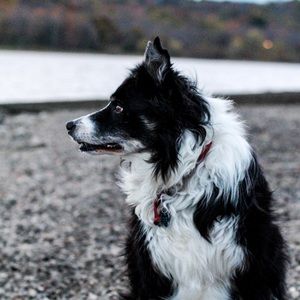 Meet your Posher, Abby