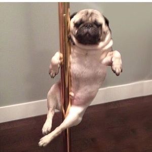 Meet your Posher, Cerina