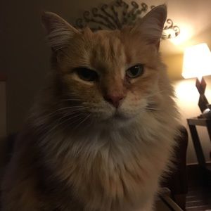 Meet your Posher, Alex