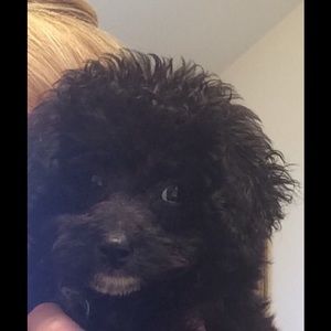 Meet your Posher, Terry