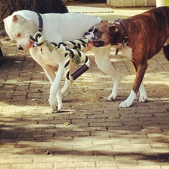 Meet your Posher, Vanessa - Picture 2 of 3