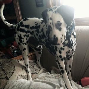 Meet your Posher, Fletcher