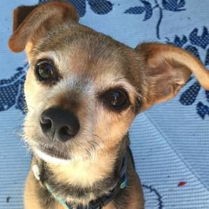 Meet your Posher, Heidi