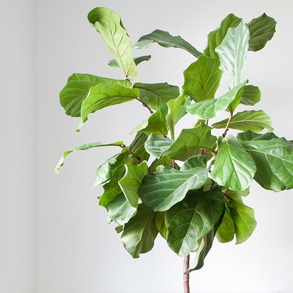 Meet your Posher, Lily