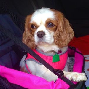 Meet your Posher, Carol