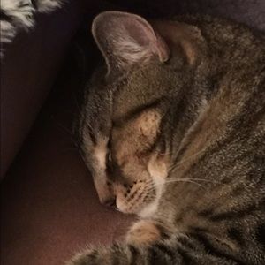Meet your Posher, Kira