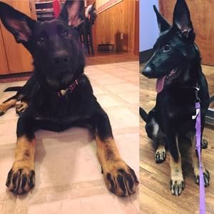 Meet your Posher, Julie