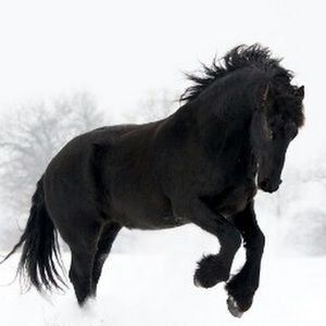 Meet your Posher, Ronald